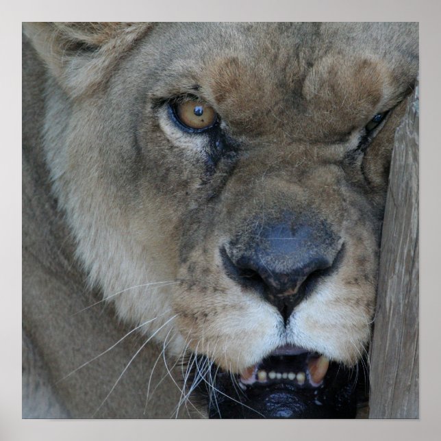 Lioness 007 poster (Framsidan)