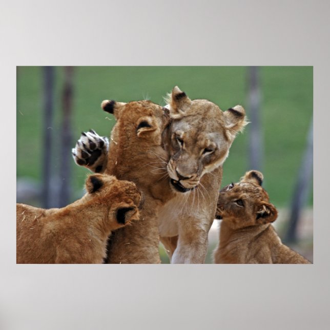 Lioness and Her Cubs Poster (Framsidan)