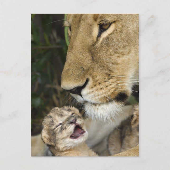Lioness and Newborn Vykort (Framsida)