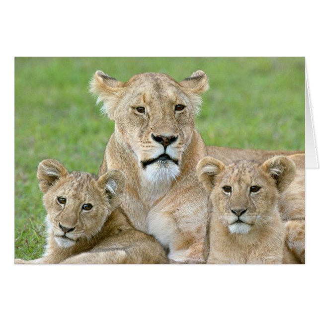 Lioness and Two Unge, Öster Afrika, Tanzania. Hälsningskort (Framsidan Horizontal)