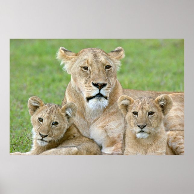 Lioness and Two Unge, Öster Afrika, Tanzania. Poster (Framsidan)