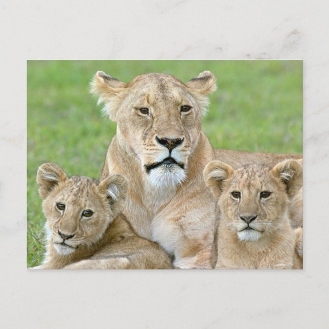 Lioness and Two Unge, Öster Afrika, Tanzania. Vykort (Framsida)