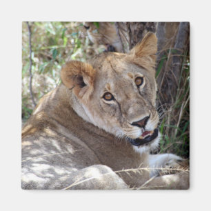 lioness ansikte magnet
