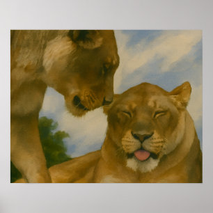 Lioness Assionship in Golden Light Poster