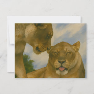 Lioness Assionship in Golden Light Vykort