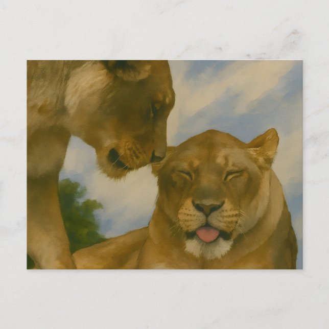 Lioness Assionship in Golden Light Vykort (Framsida)