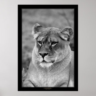 Lioness (BW-version) Poster