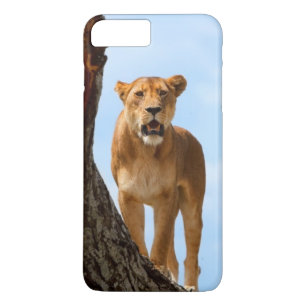 Lioness