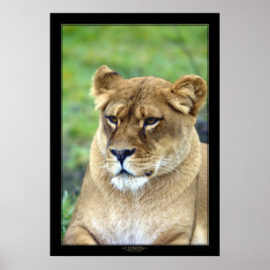 Lioness (Färg-version) Poster