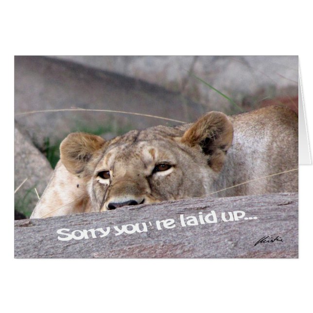 Lioness "fastställd" hälsningskort (Framsidan Horizontal)