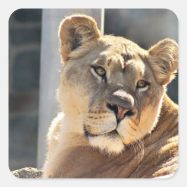 Lioness Fyrkantigt Klistermärke