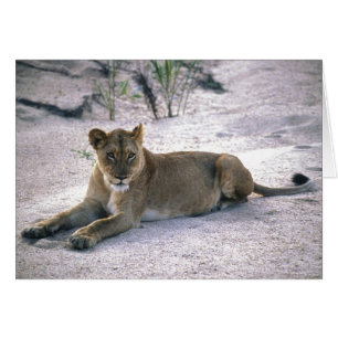 Lioness Hälsningskort