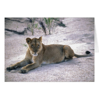 Lioness Hälsningskort