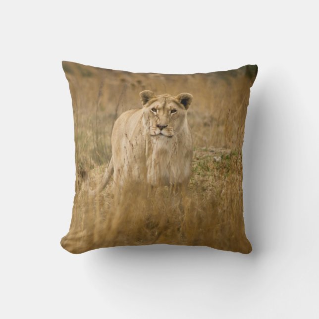 LIONESS I GRAS KUDDE (Framsida)