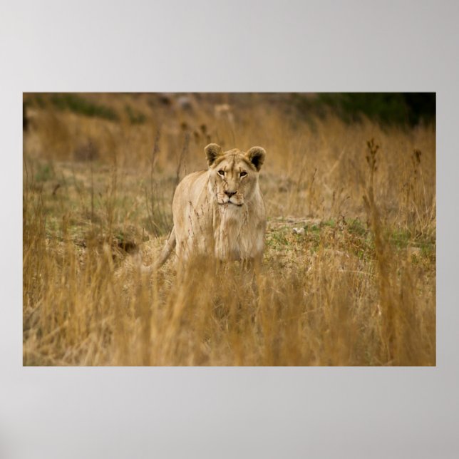 LIONESS I GRAS POSTER (Framsidan)