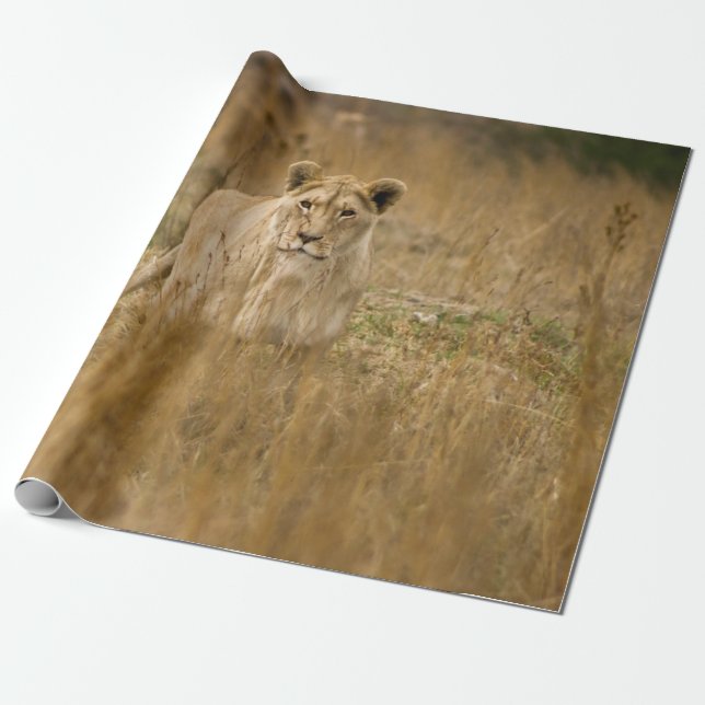 LIONESS I GRAS PRESENTPAPPER (Utrullad)