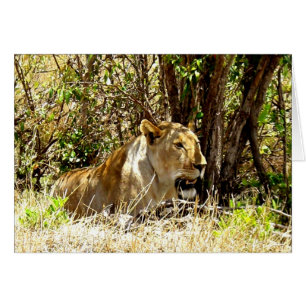Lioness i Kenya-kort Hälsningskort