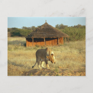 Lioness i Namibia Vykort