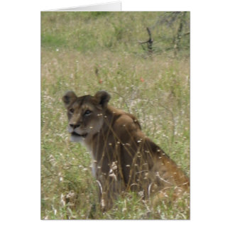 Lioness i Tall Grass Hälsningskort
