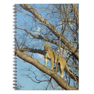Lioness i Träd Anteckningsbok