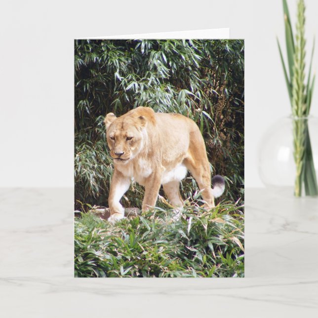 Lioness i Vår Kort (Framsida)