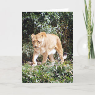 Lioness i Vår Kort