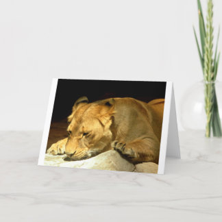 Lioness Kort