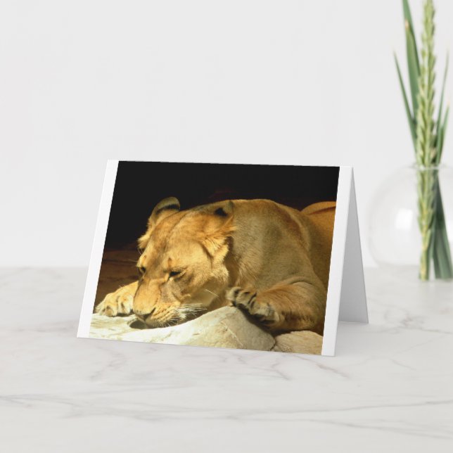 Lioness Kort (Framsida)