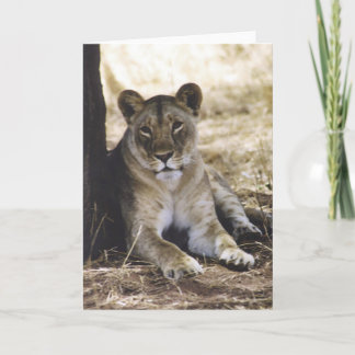 Lioness Kort