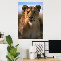 Lioness Lejona Älskare