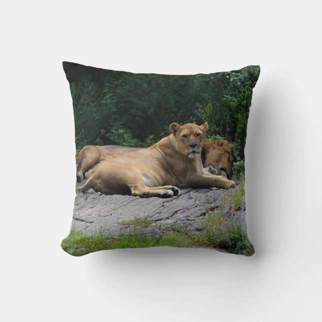 Lioness med att sova det lejona fotoet kudde (Framsida)