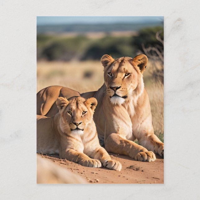 Lioness med hennes Unge Vykort (Framsida)