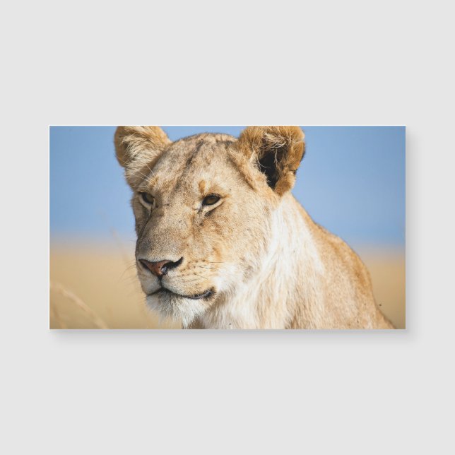 Lioness mot blå himmel (Framsida)