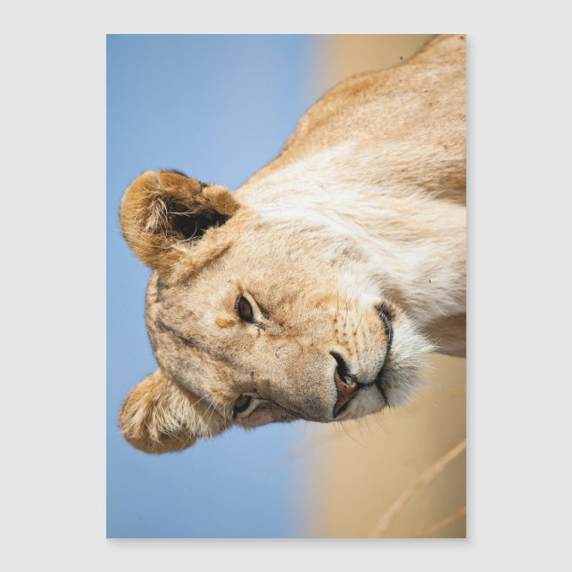 Lioness mot blå himmel (Framsida)
