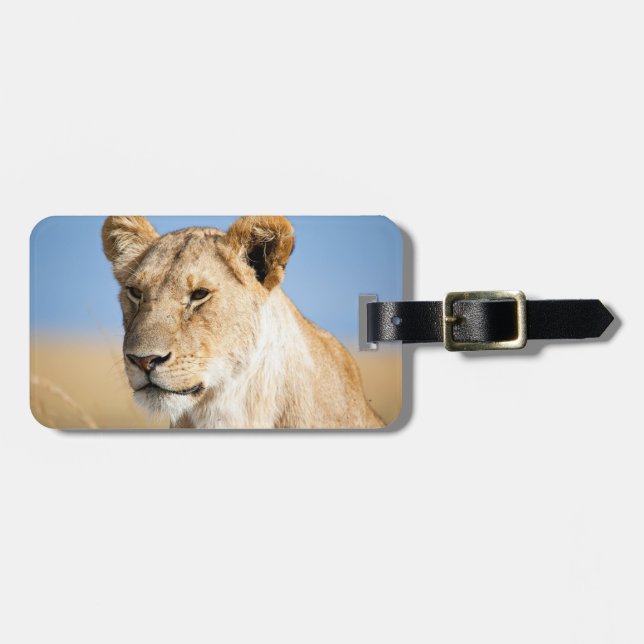 Lioness mot blå himmel bagagebricka (Horisontell Framsida)