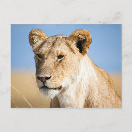 Lioness mot blå himmel vykort