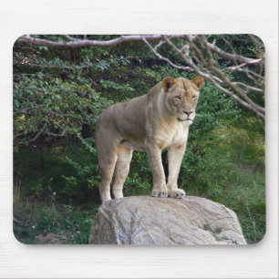 Lioness Musmatta