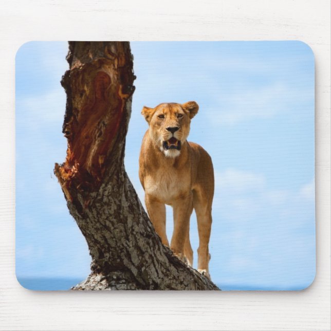 Lioness Musmatta (Framsidan)