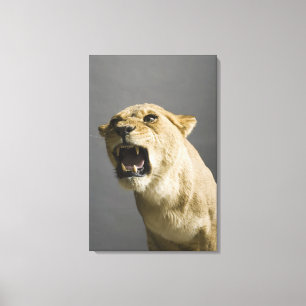Lioness mycket 2 canvastryck