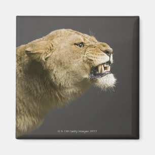 Lioness mycket 2 magnet