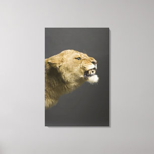Lioness mycket canvastryck
