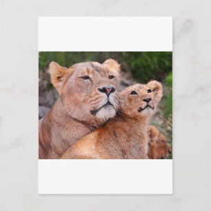 Lioness och Lejona Unge vila före Hunt Vykort