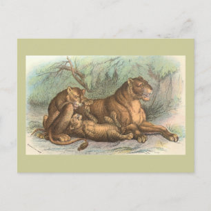 Lioness och ungar, Felis leo Vykort