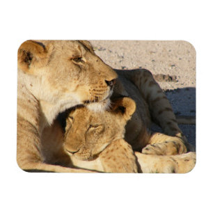 Lioness och Unge tillsammans Magnet