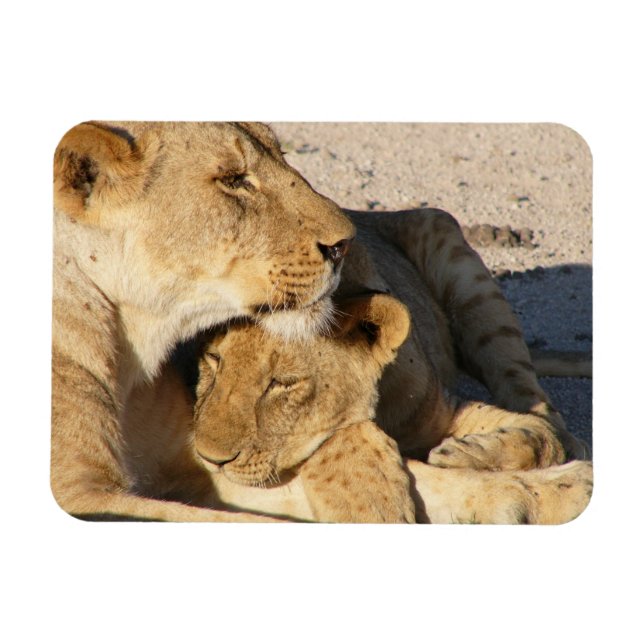 Lioness och Unge tillsammans Magnet (Horisontell)
