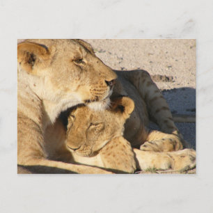 Lioness och Unge tillsammans Vykort