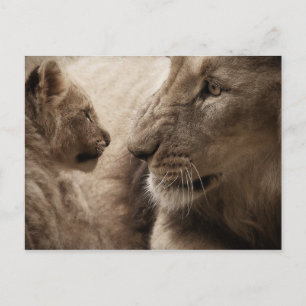Lioness och Unge Vykort