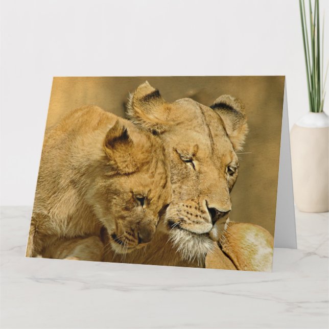 Lioness- och ungekortet kort (Framsida)