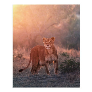 Lioness på morgonen fototryck