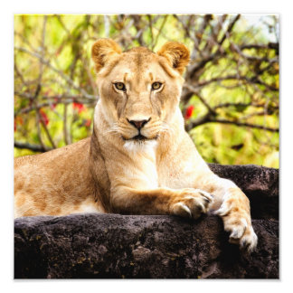 Lioness på sten fototryck
